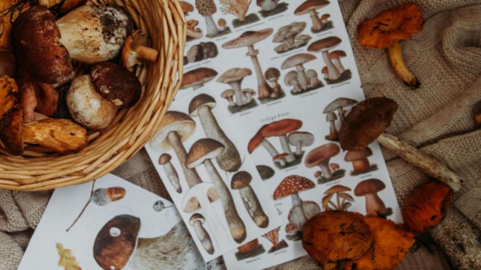 Come realizzare un erbario di funghi: guida completa passo dopo passo